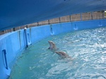 037dolphins
