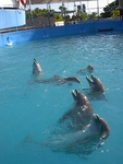 064Beggingdolphins