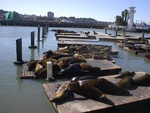 085Huddle of Sea Lions