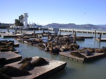 086Huddle of Sea Lions_ Too