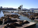 087Huddle of Sea Lions again