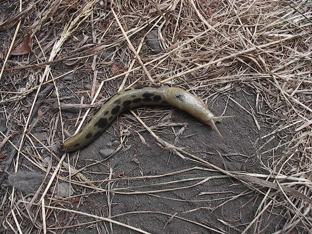 Slug