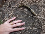 Slug and hand