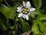 13Passionflower