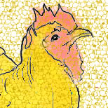 [Dandy chicken]