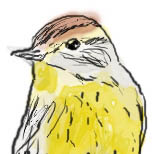 [Palm warbler]